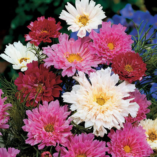 Park Seed Double Click Mix Cosmos Flower Seeds