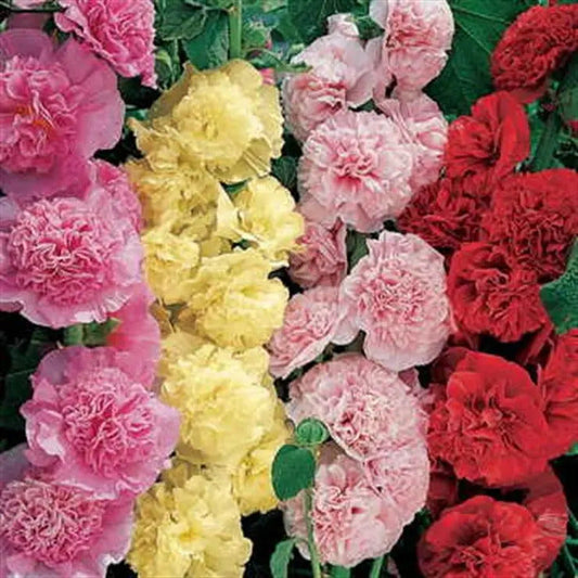 Park Seed Summer Carnival Hollyhock Mix Seeds