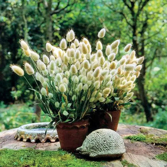 Park Seed Bunny Tails Ornamental Grass Seeds