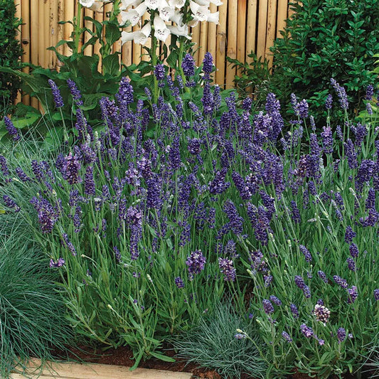 Park Seed Ellagance Purple Lavender Seeds