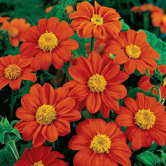 Park Seed Fiesta del Sol Mexican Sunflower Seeds