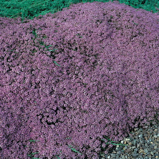 Park Seed Mother of Thyme Seeds