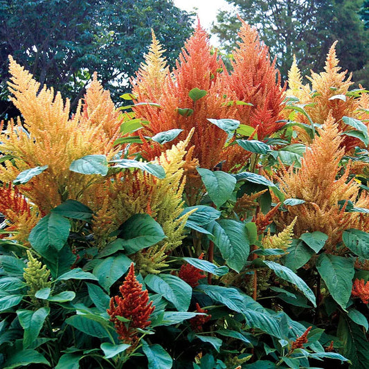 Park Seed 'Autumn's Touch' Amaranthus Seeds