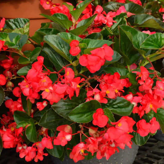 Park Seed BIG Red with Green Leaf Begonia Seeds