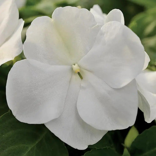 Park Seed Xtreme White Hybrid Impatiens Seeds
