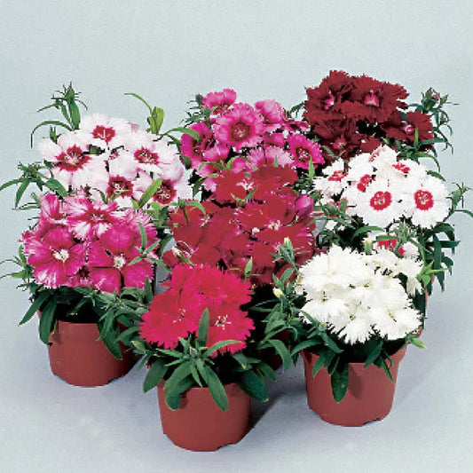 Park Seed Diana Full Mix Dianthus Seeds