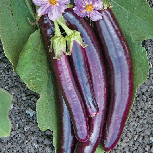 Park Seed Hansel Hybrid Eggplant Seeds