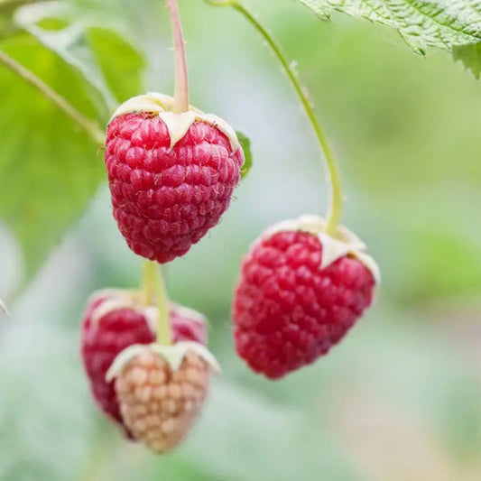 Park Seed Rubus 'Willamette' Raspberry