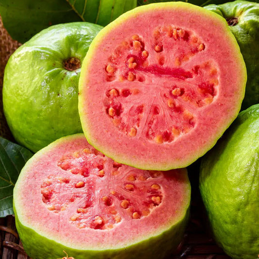 Park Seed Psidium 'Tropical Pink' Guava