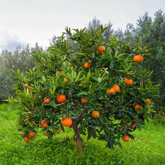 Park Seed Citrus 'Washington' Navel Orange Tree