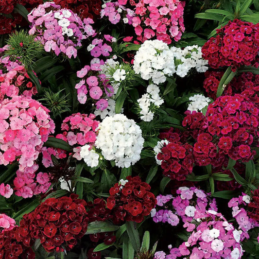 Park Seed Dash F1 Mix Dianthus Seeds