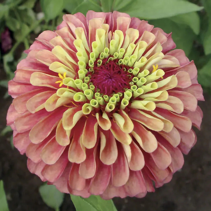 Park Seed Queeny Lime Red Zinnia Seeds