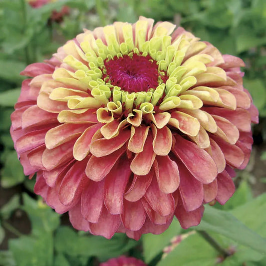 Park Seed Queeny Lime Red Zinnia Seeds