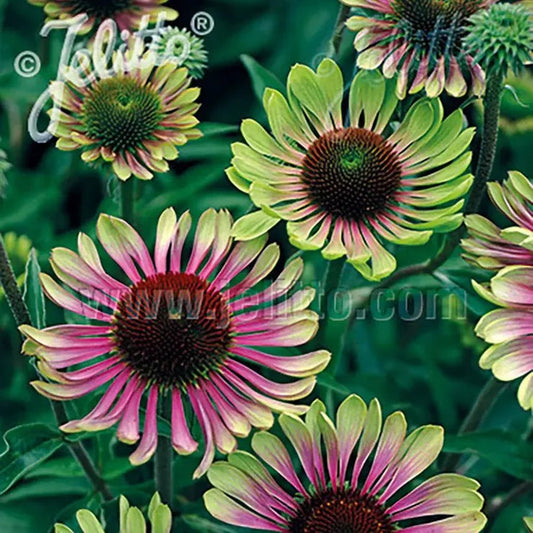 Park Seed 'Green Twister' Coneflower Seeds