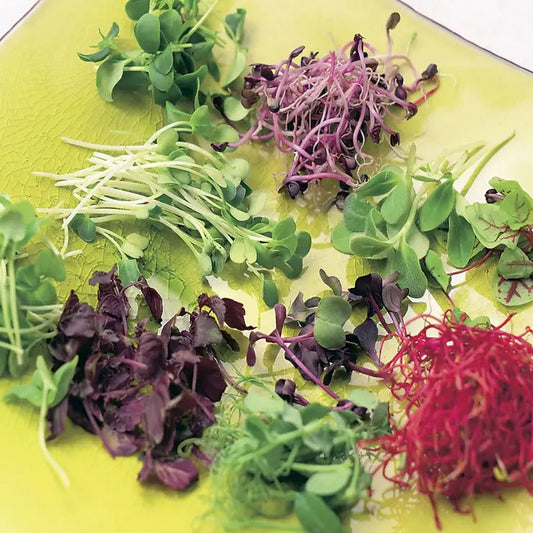Park Seed Old Mexico Mix Salad/Microgreens Seeds