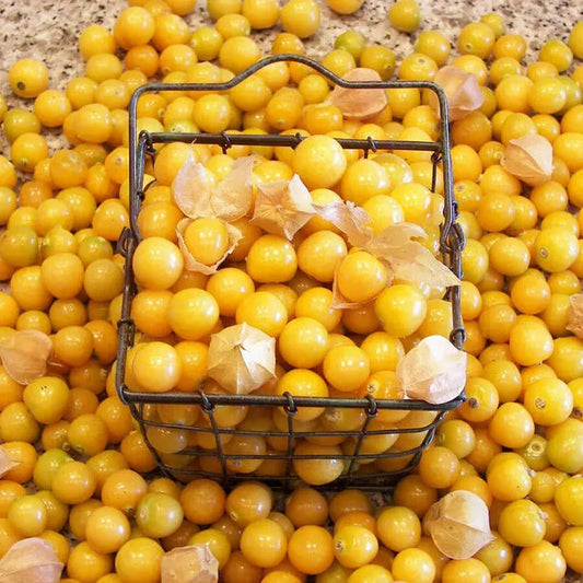 Park Seed Aunt Molly's Ground Cherry Organic Seeds