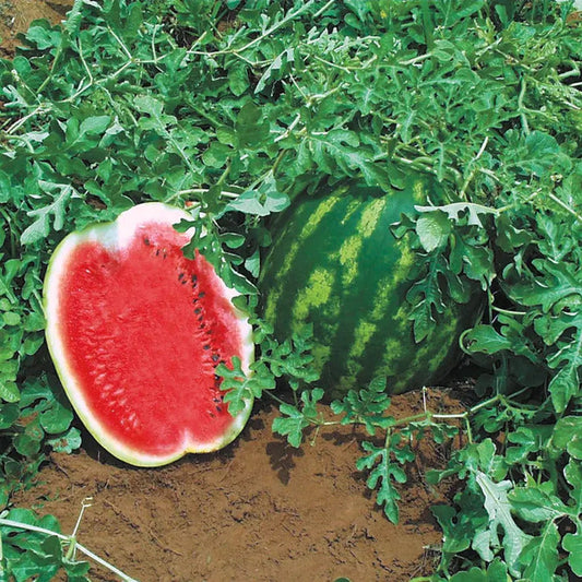 Park Seed Topgun Hybrid Watermelon Seeds