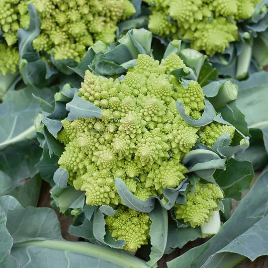 Park Seed Romanesco Broccoli Seeds