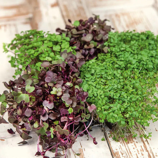 Park Seed Spicy Salad Mix Microgreens Seeds