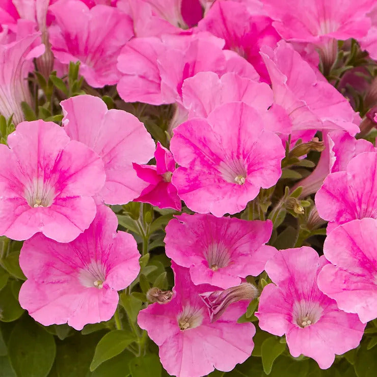 Park Seed E3 Easy Wave Pink Cosmo Petunia Seeds