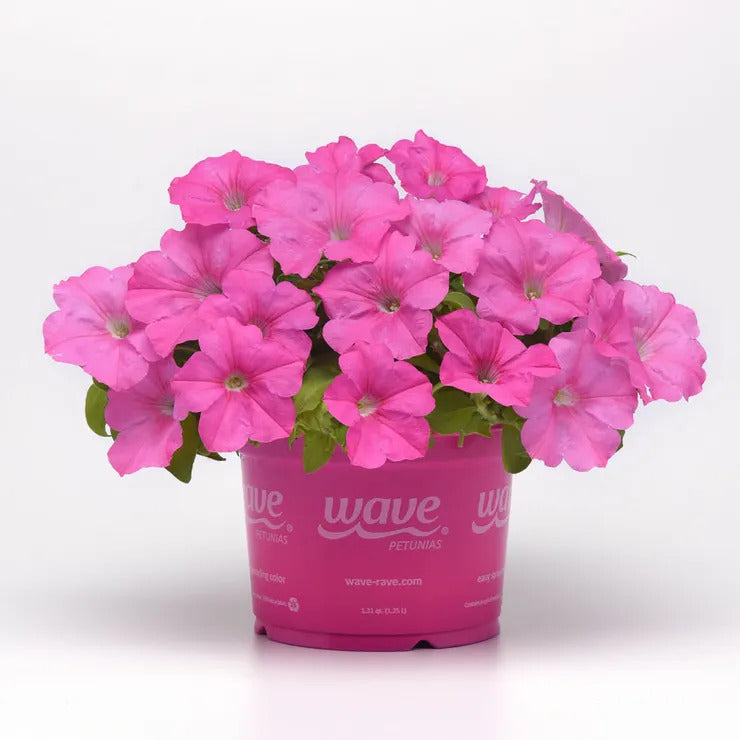 Park Seed E3 Easy Wave Pink Cosmo Petunia Seeds