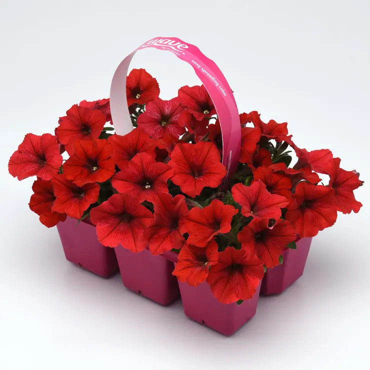 Park Seed E3 Easy Wave Red Petunia Seeds