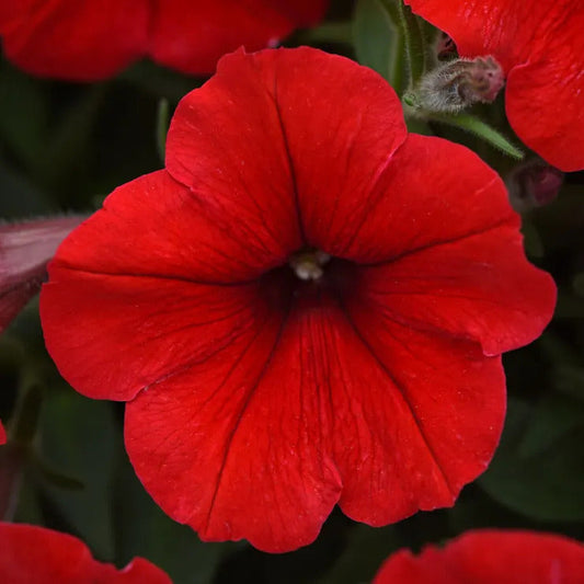 Park Seed E3 Easy Wave Red Petunia Seeds
