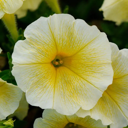 Park Seed E3 Easy Wave Yellow Petunia Seeds