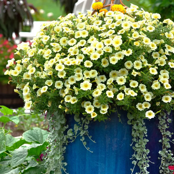 Park Seed E3 Easy Wave Yellow Petunia Seeds