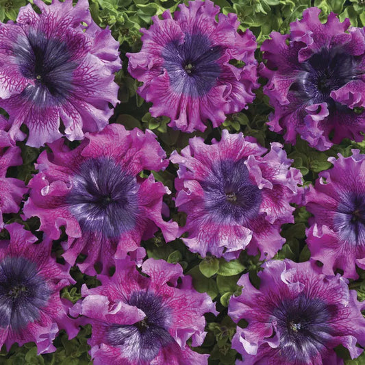 Park Seed Superbissima Dark Purple Petunia Seeds
