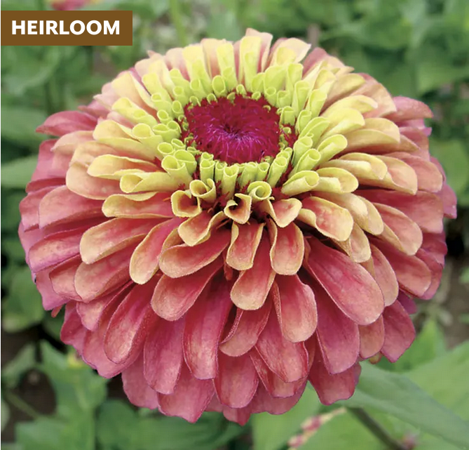 Park Seed  Queeny Lime Red Zinnia Seeds