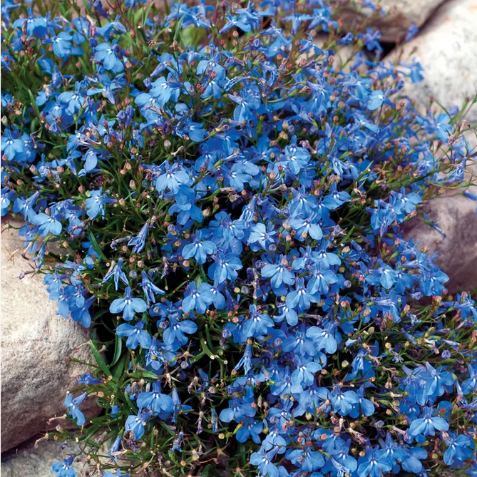 Park Seed Fountain Blue Lobelia Seeds