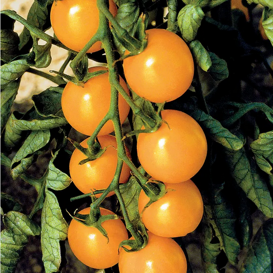 Park Seed  Sweet Gold F1 Cherry Tomato Seeds
