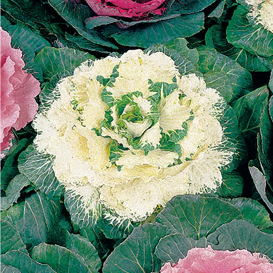 Park Seed  Color Up White Hybrid Ornamental Cabbage Seeds