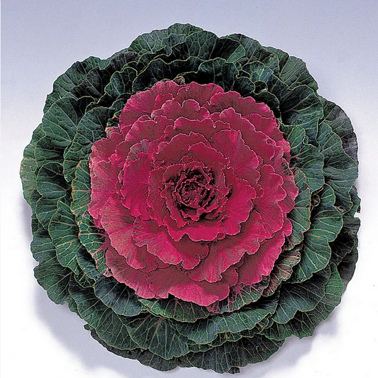 Park Seed  Color Up Red Hybrid Ornamental Cabbage Seeds