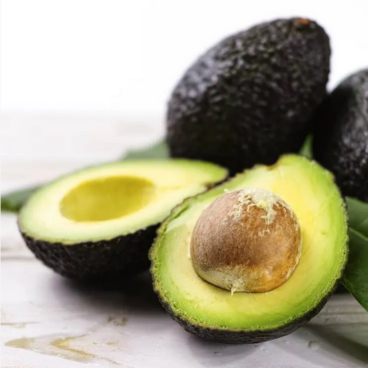 Park Seed Persea Avocado 'Hass'
